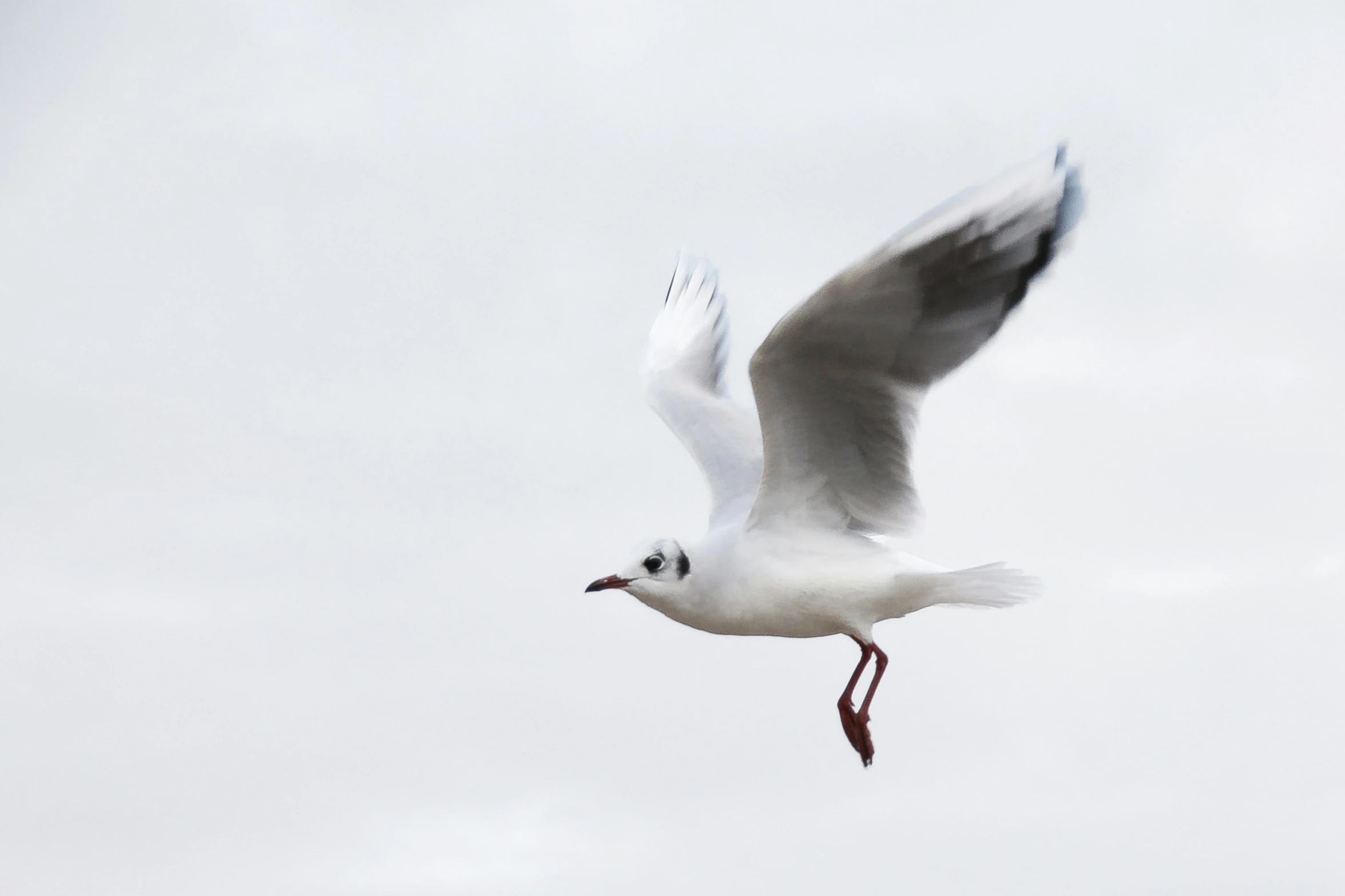 a seagull is flying over the sea on a cloudy day
