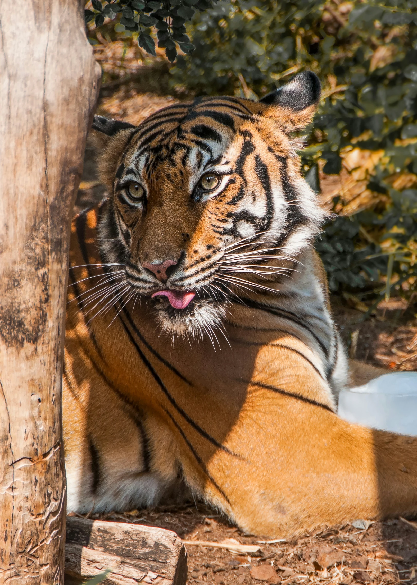 a tiger is sitting near the tree stump