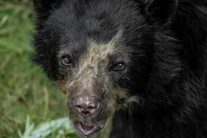 a close up of a bear standing in the grass