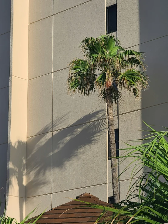 a tall white palm tree sitting next to a building