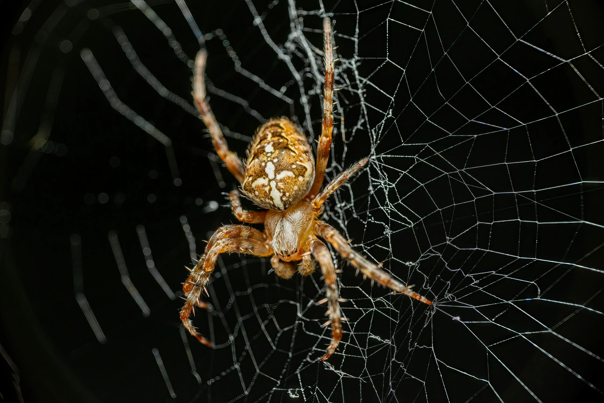 a brown and white spider sitting in a web