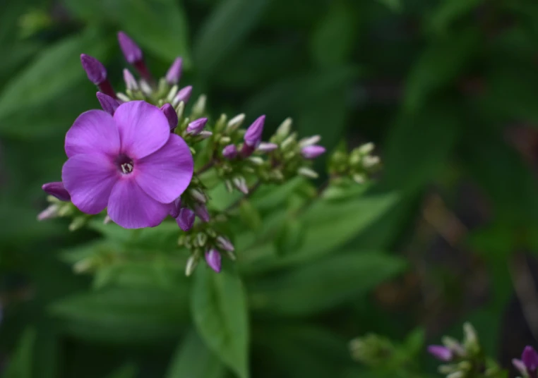 a purple flower sits on top of some leaves