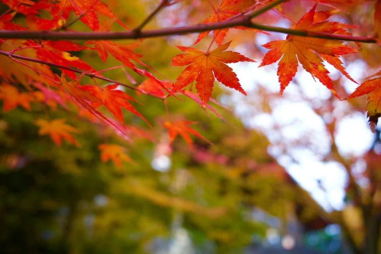 red and orange leaves on a tree during the fall