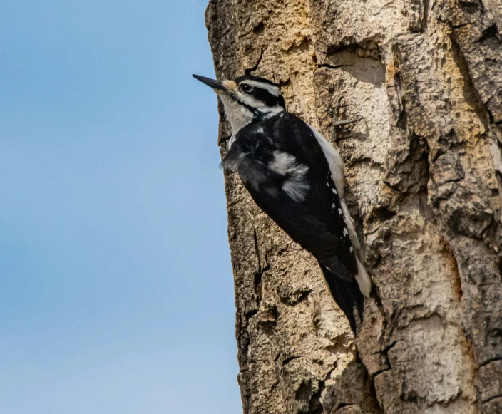 there is a bird that is perched on the side of a tree