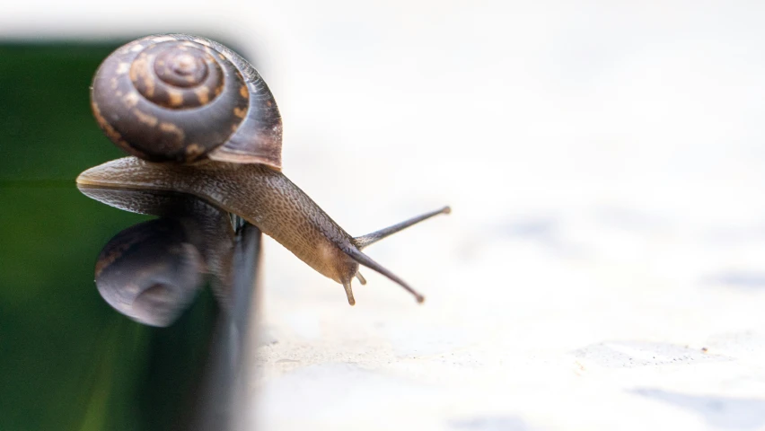 a small snail is crawling along the side of a building