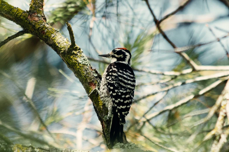 a small black and white bird sitting on a tree nch