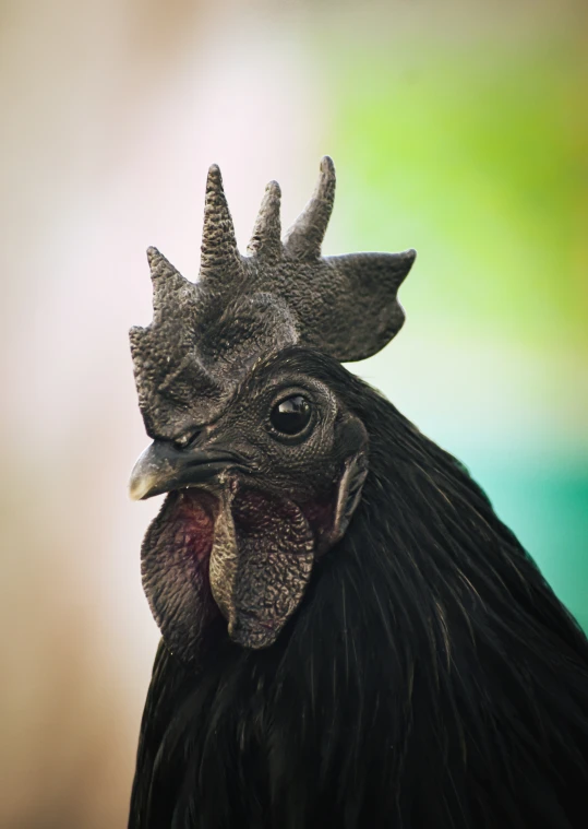 a black chicken with a large black head and big feathers