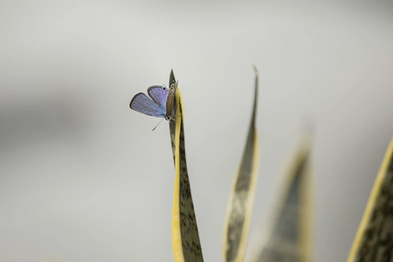 a purple erfly perched on a long leaf