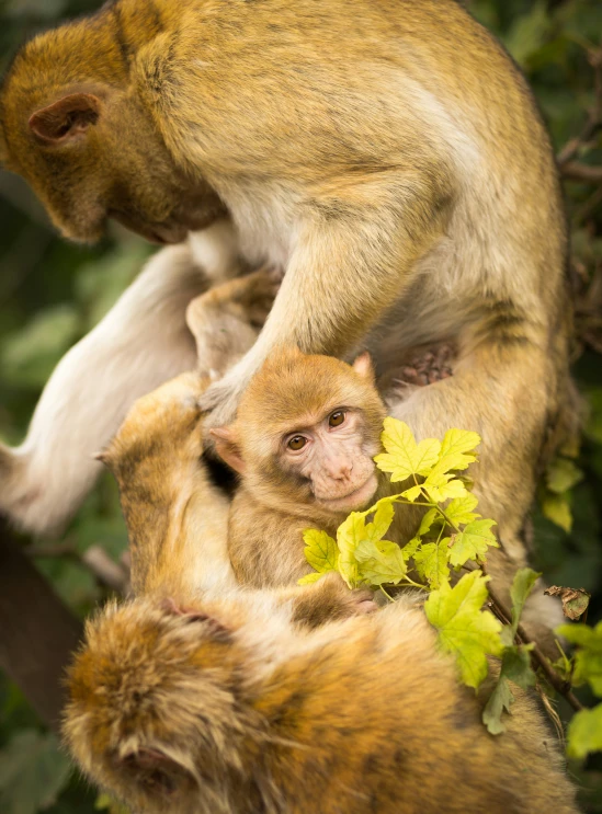 a couple of monkeys sitting on top of a tree