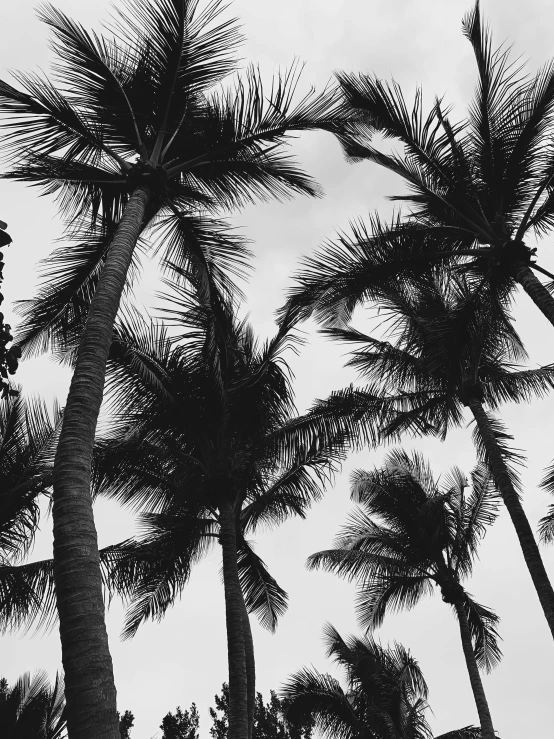 a view from the ground, in silhouette of tall palm trees