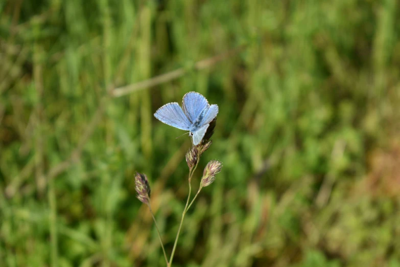 a small blue erfly sitting on a plant