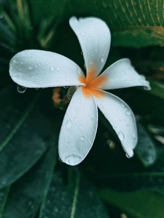 a white flower with orange stamens and water droplets on it