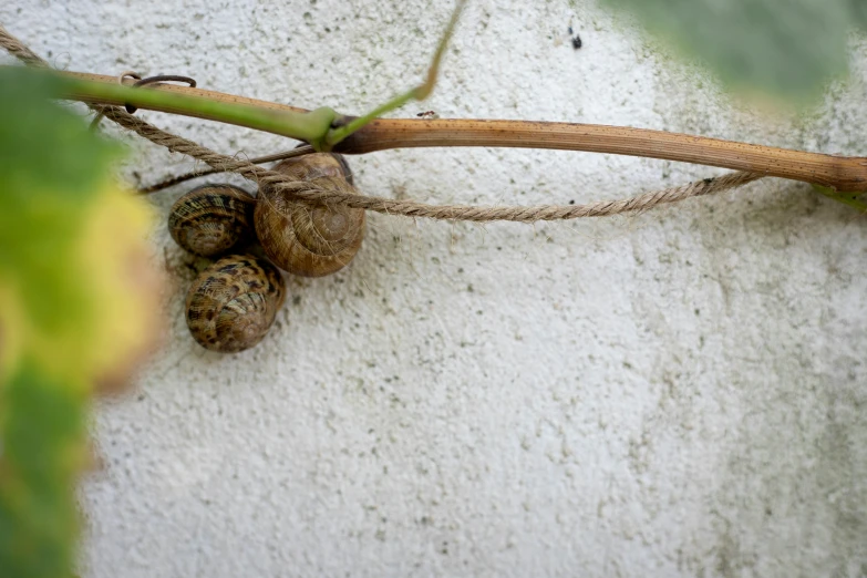 three snails hanging from a vine and their shells