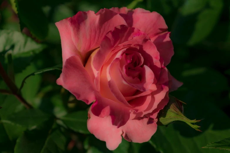 a large pink rose that is blooming by itself