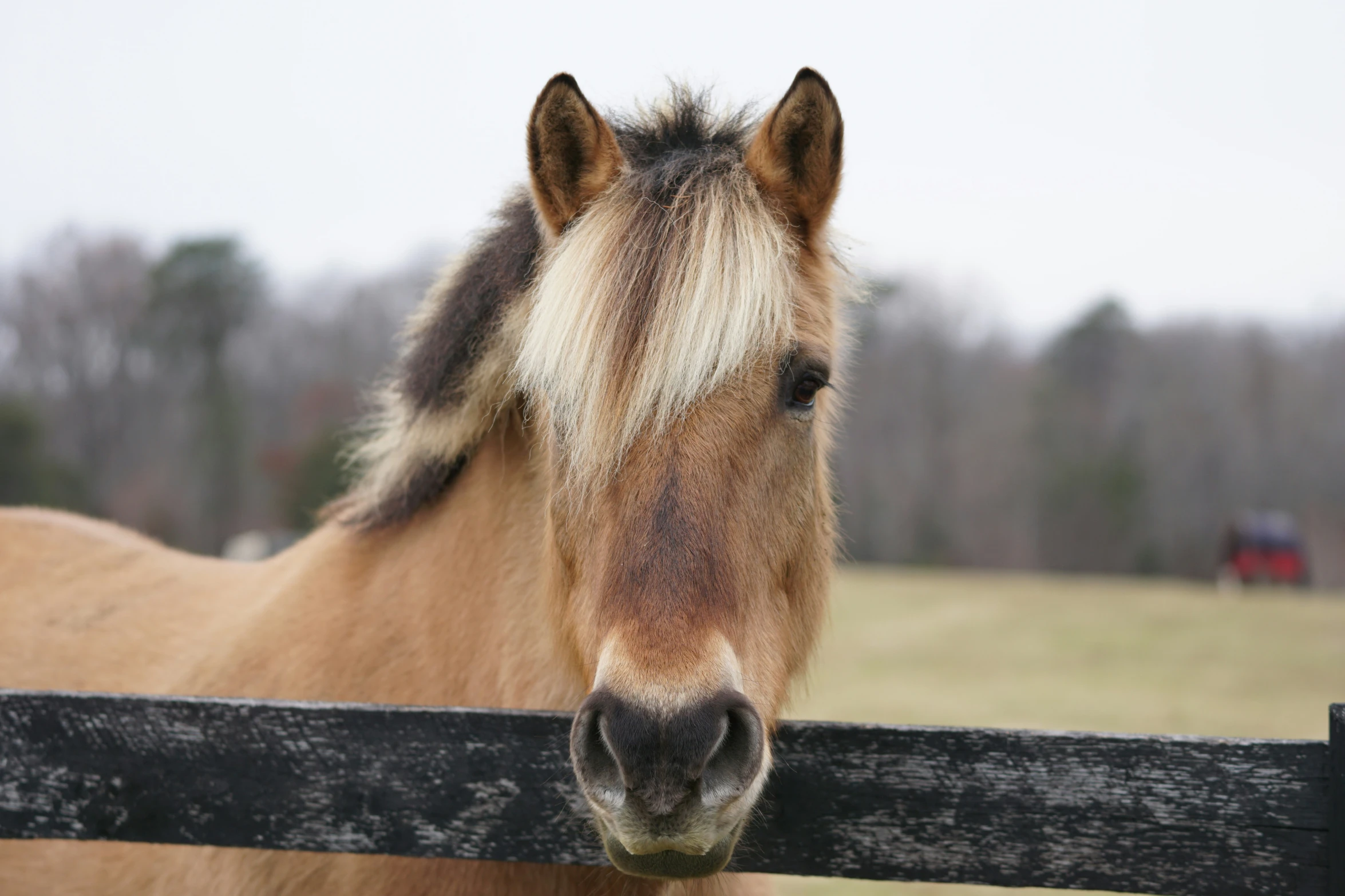 a brown and black horse standing on top of a grass covered field