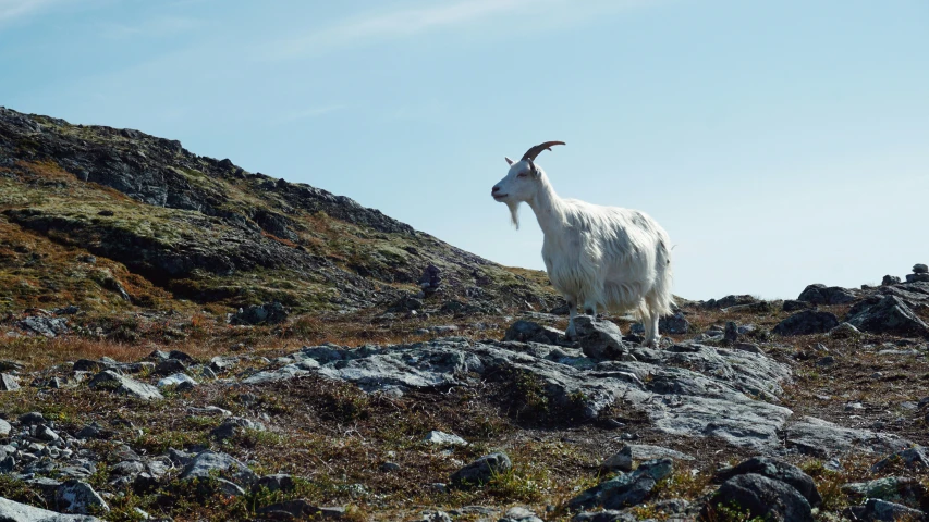 a mountain goat standing on top of a hill