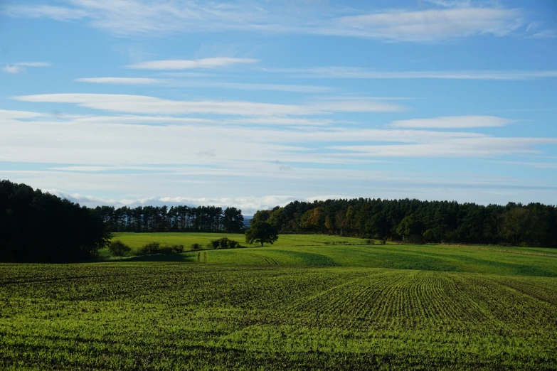 a pasture with trees on both sides is in the distance