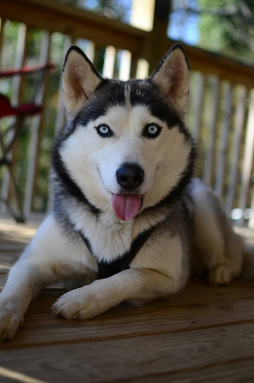 a husky dog with its tongue hanging out