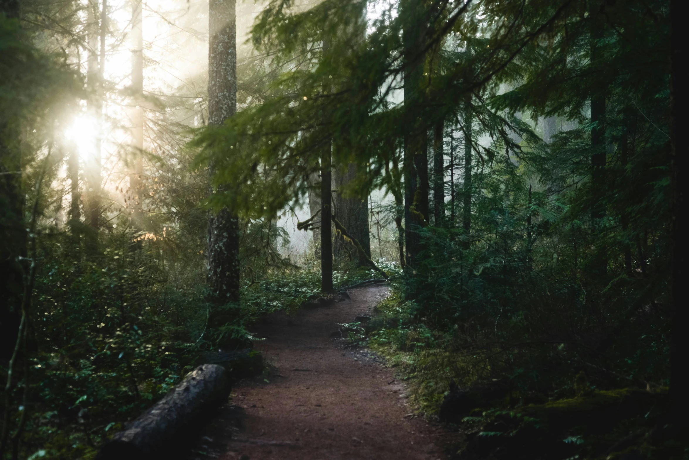 a small trail is in the middle of a forest