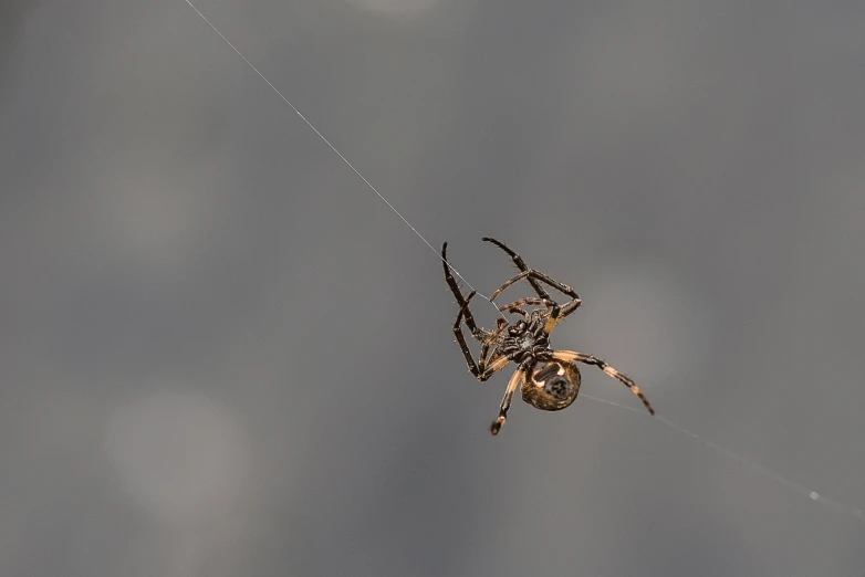 a spider with a big black tail is in its web