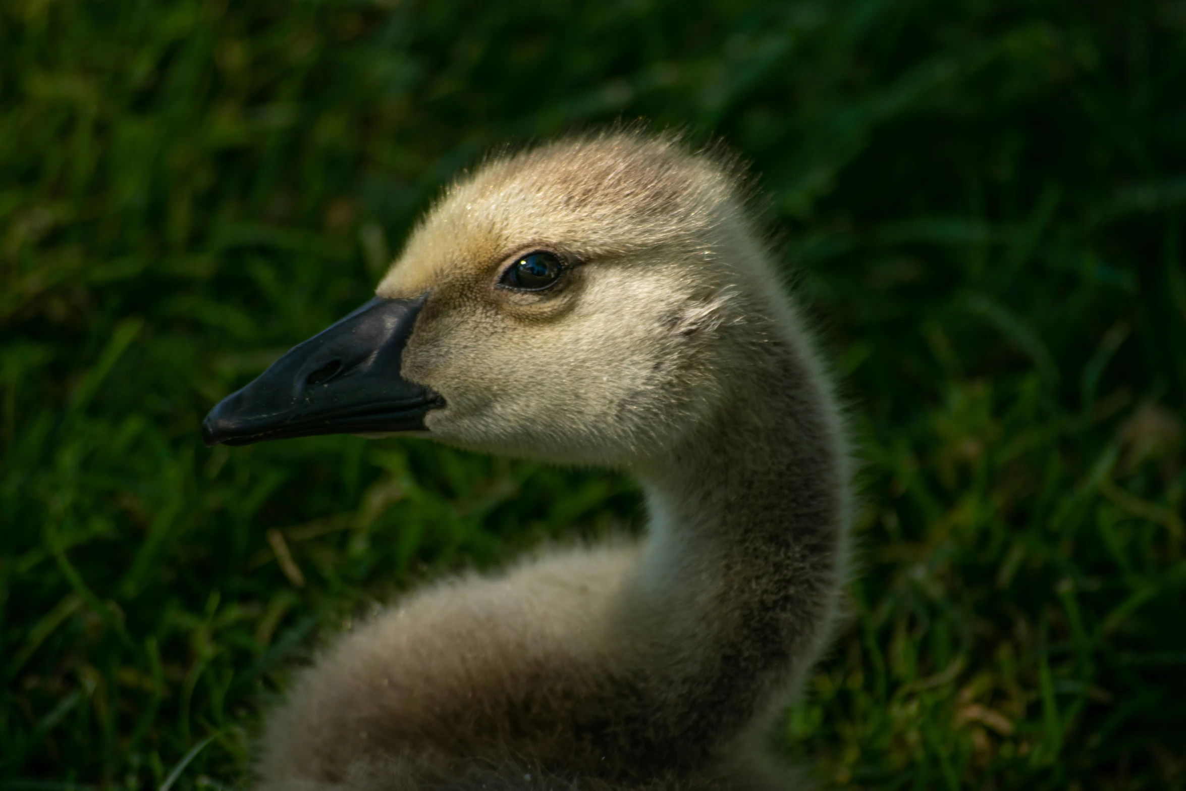 the young duck is looking out into the distance