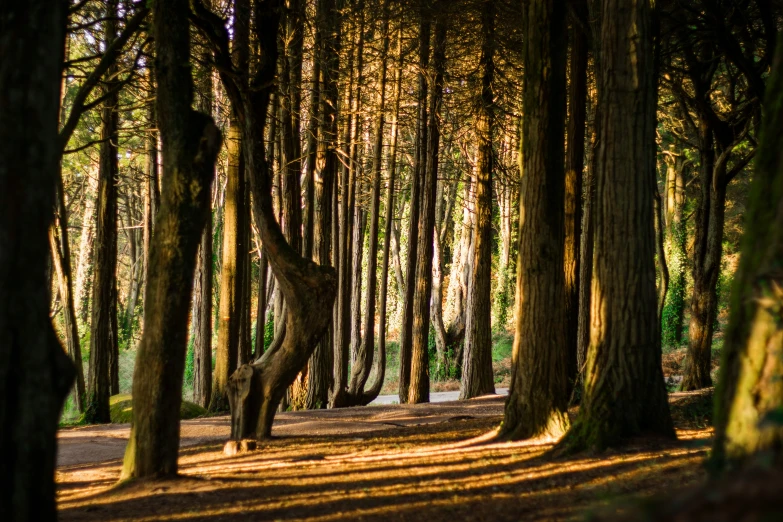 there is a woman walking in the woods