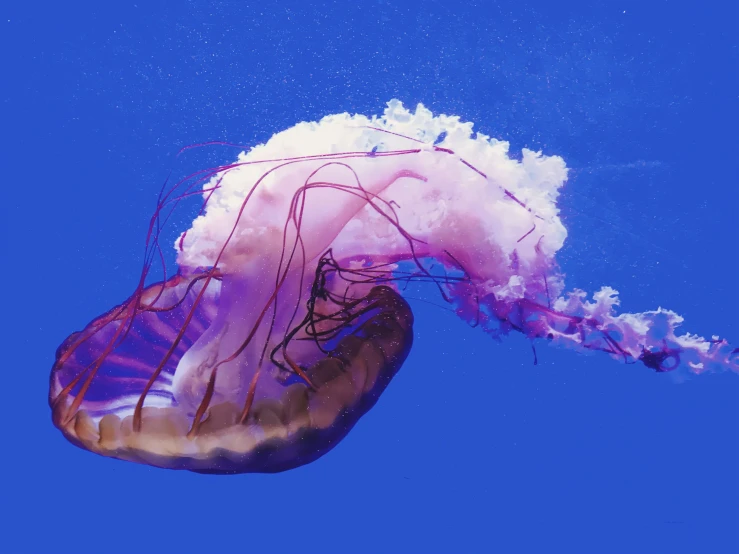 jelly fish floating in the air at night