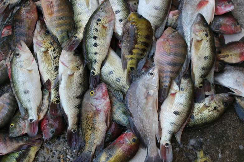 many fishes laying on the ground side by side