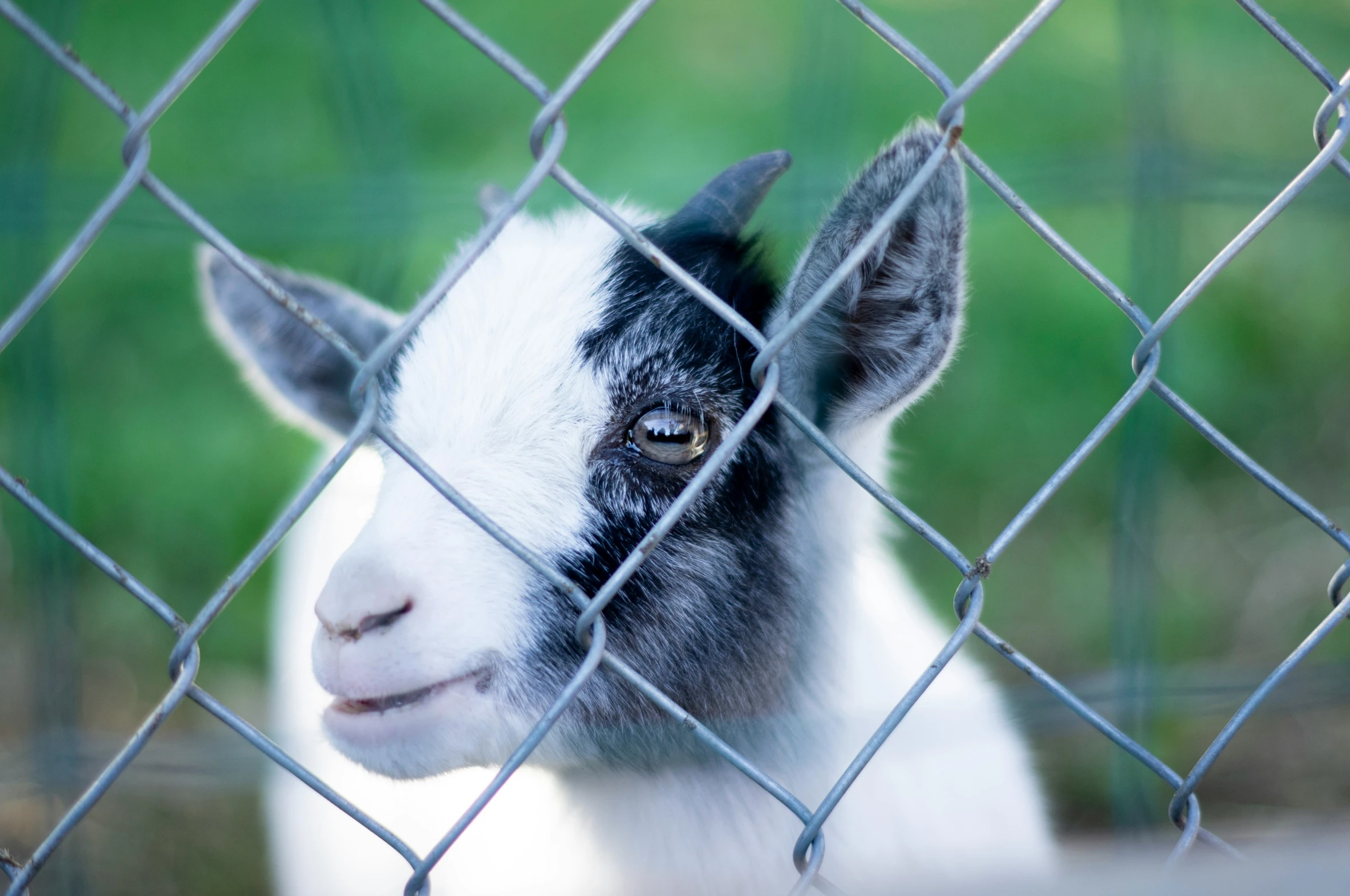 a goat peering through a chain linked fence