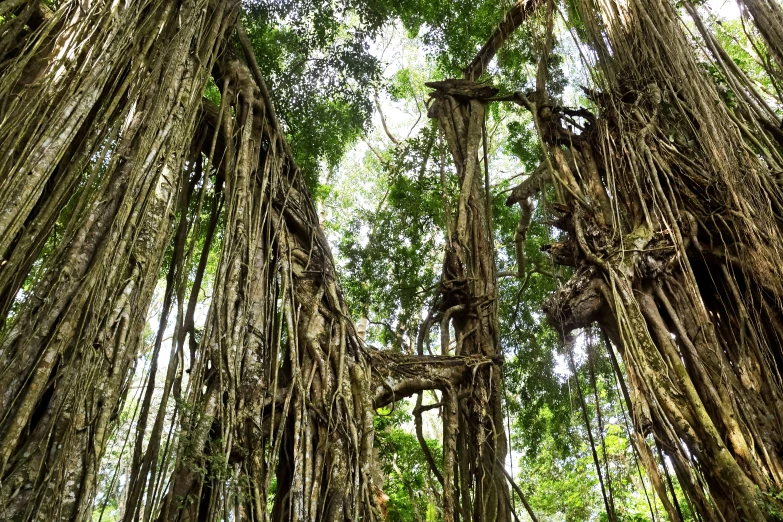 a group of very tall trees in the forest