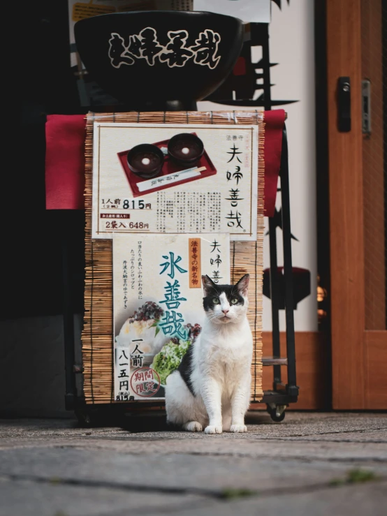 a cat standing in front of some posters