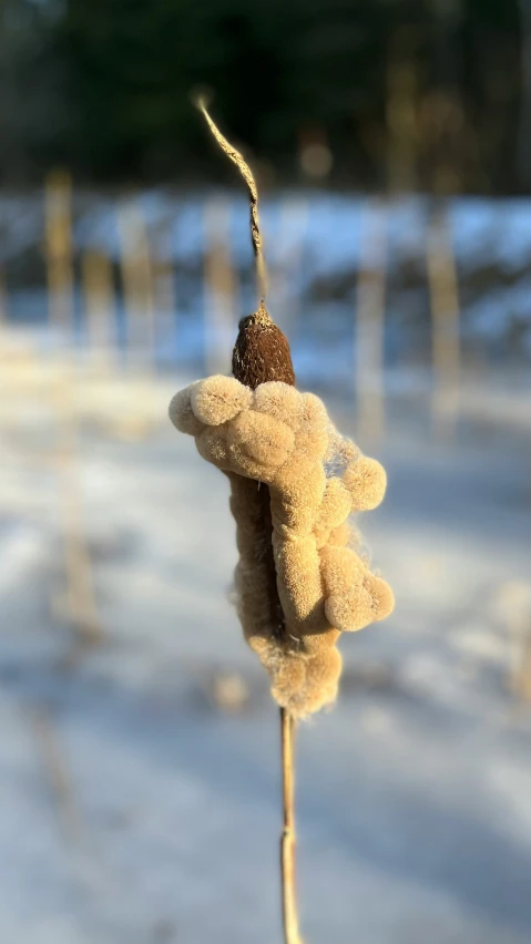 a stuffed animal is hanging from the stems