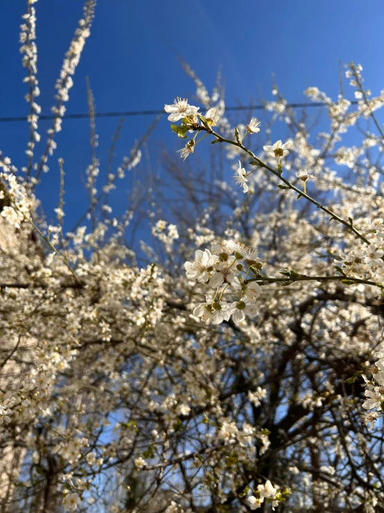 some small white flowers on trees and sky