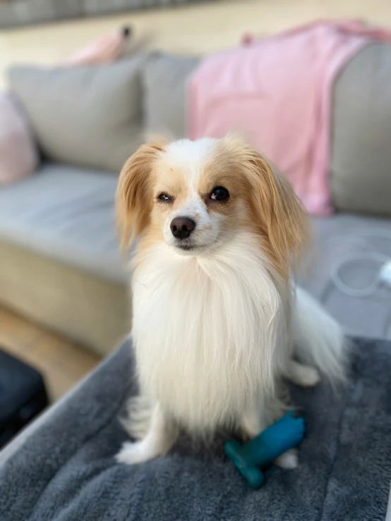 a dog that is on a stool near a couch