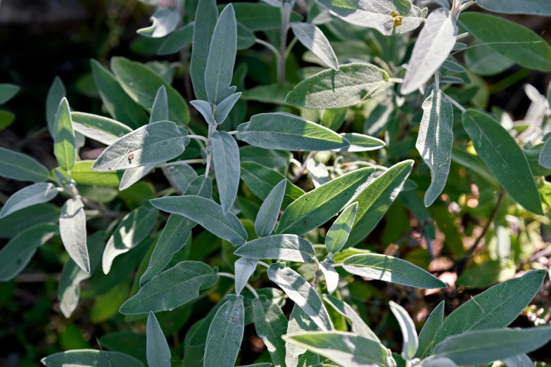 a plant with leafy green leaves in the sun