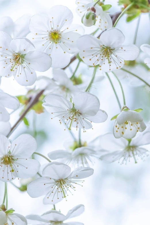 white flowers are blooming all around, and the stems are small