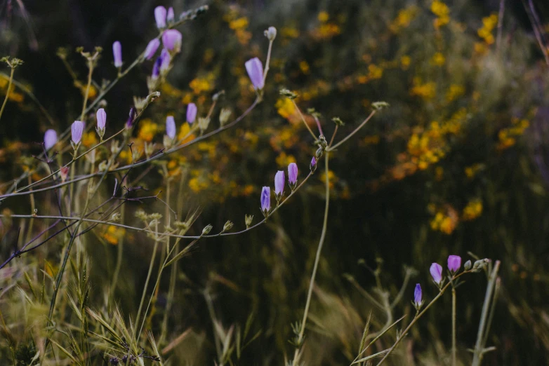 purple flowers in tall grass with lots of green