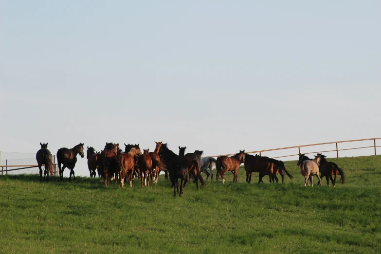 a large group of horses are running and grazing