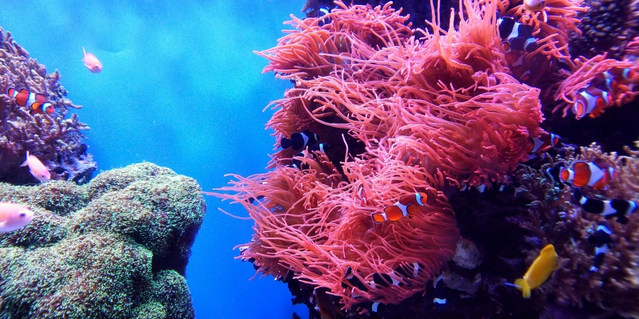 a coral with many different colored fish on top of it