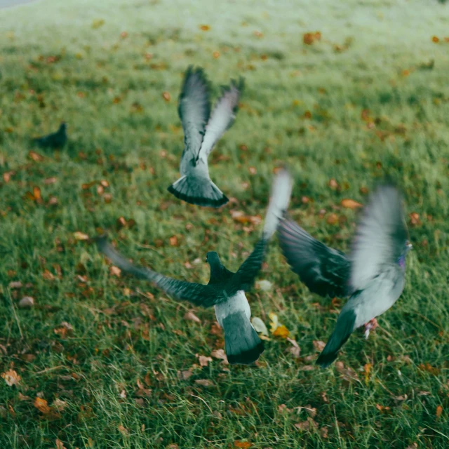 pigeons are landing in a grassy area with autumn foliage