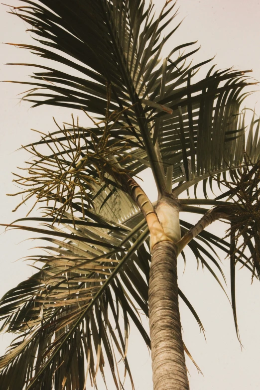 an image of a tree that has leaves