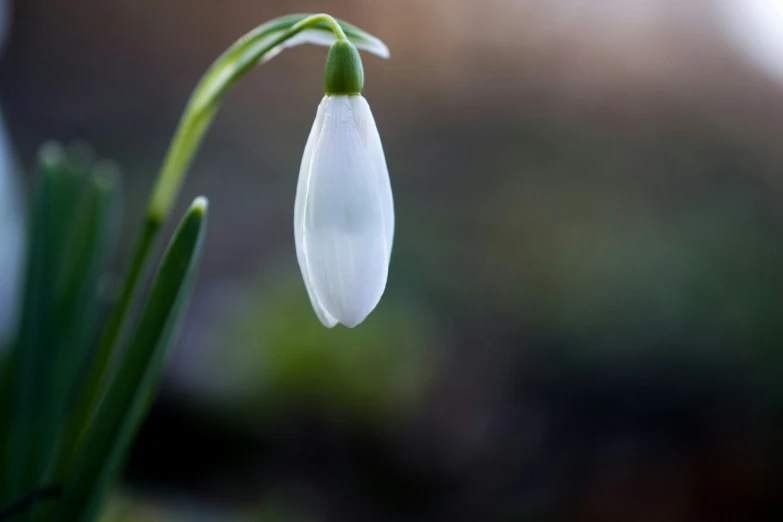 a white flower is in the middle of some green stems