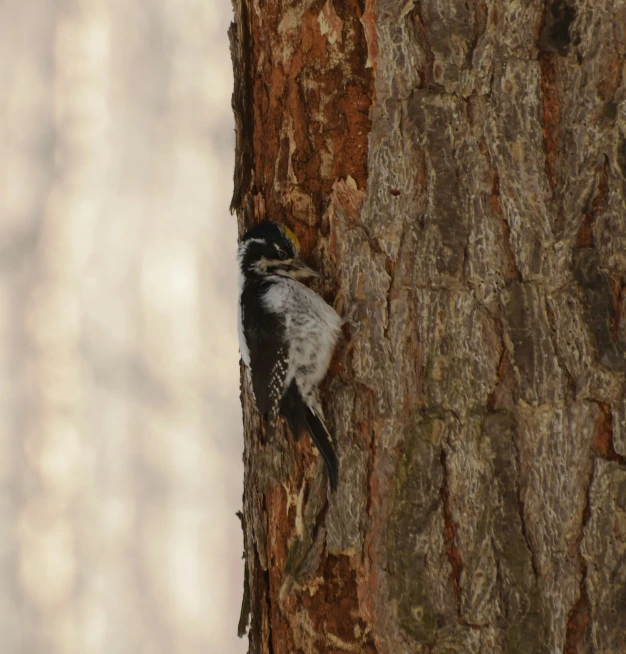 the bird is climbing up to the tree in the woods