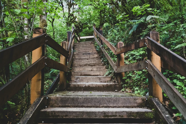 steps are set between trees and bushes in the forest