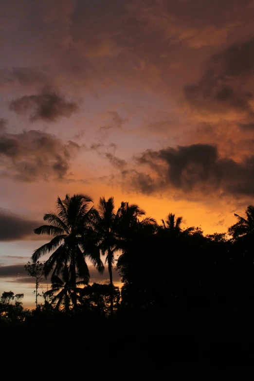 a beautiful sunset over the tropical treetops