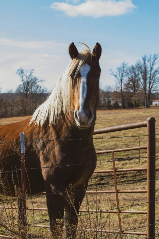 a large horse standing in a fenced area