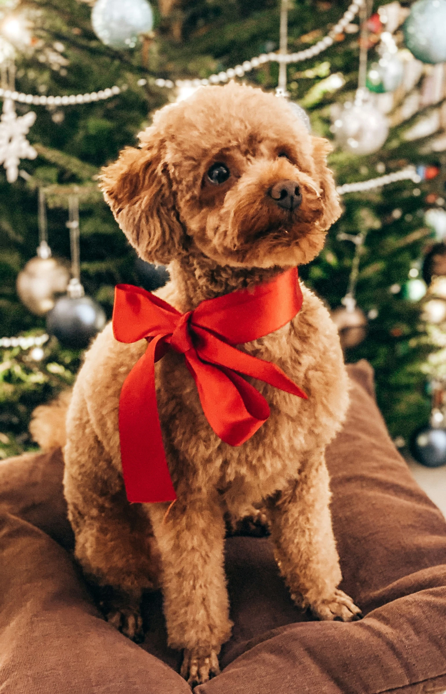 the dog has a red bow on its neck