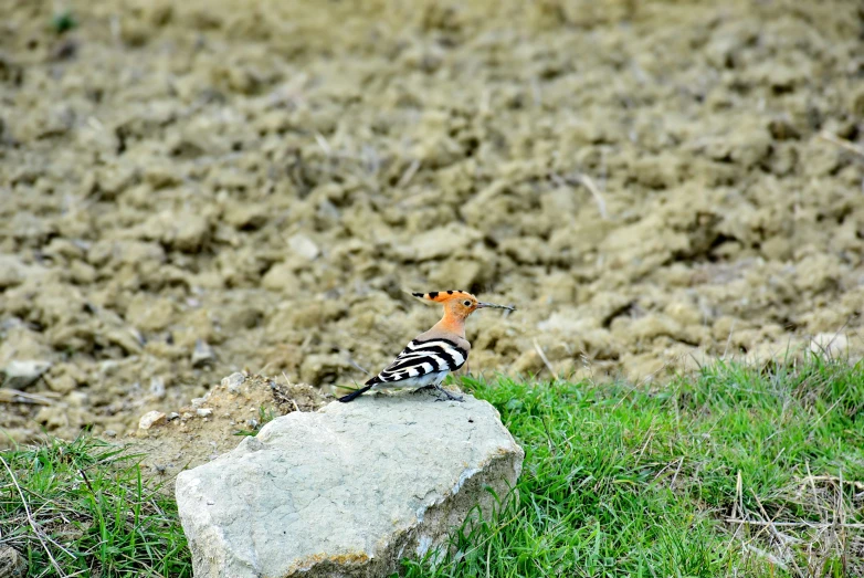 a little bird is standing on top of a rock