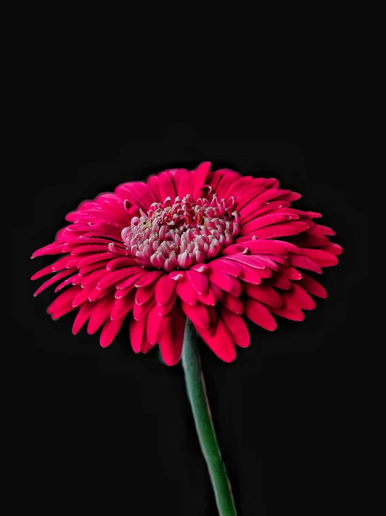 the pink flower is in the middle of black background