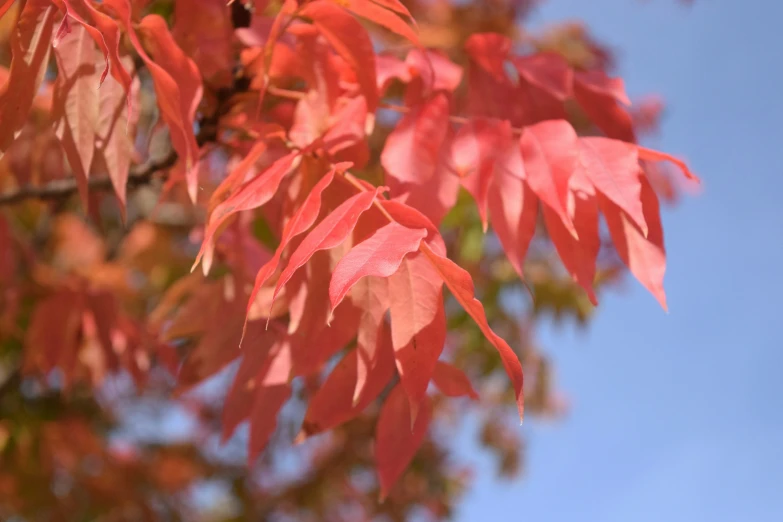 bright red leaves on an autumn tree in the sunlight